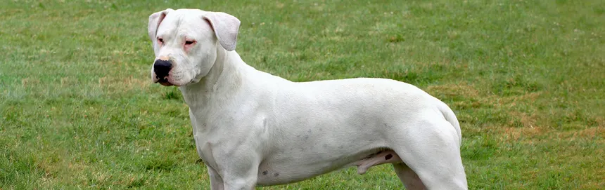 Dogo Argentino