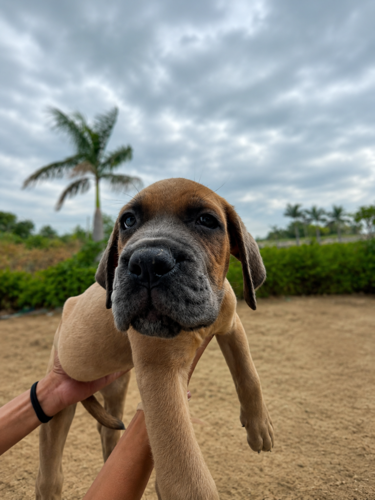 Cane Corso Puppy for Sale at SKS Kennel India