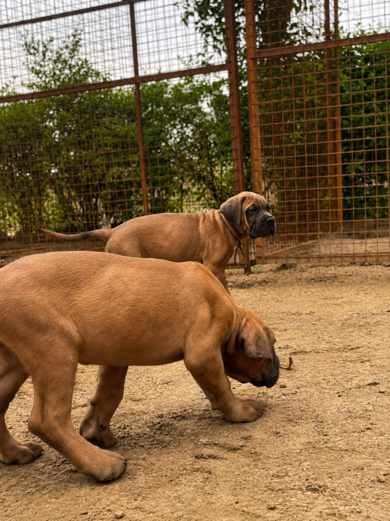 Male Cane Corso Puppy at SKS Kennel India