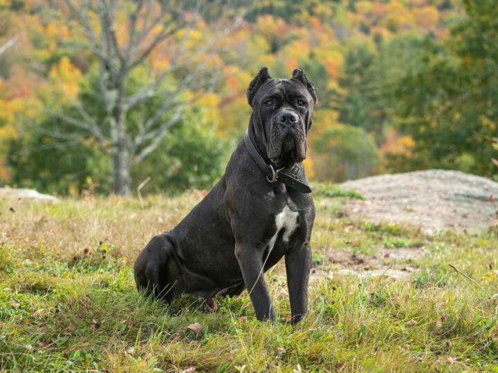 Cane-Corso