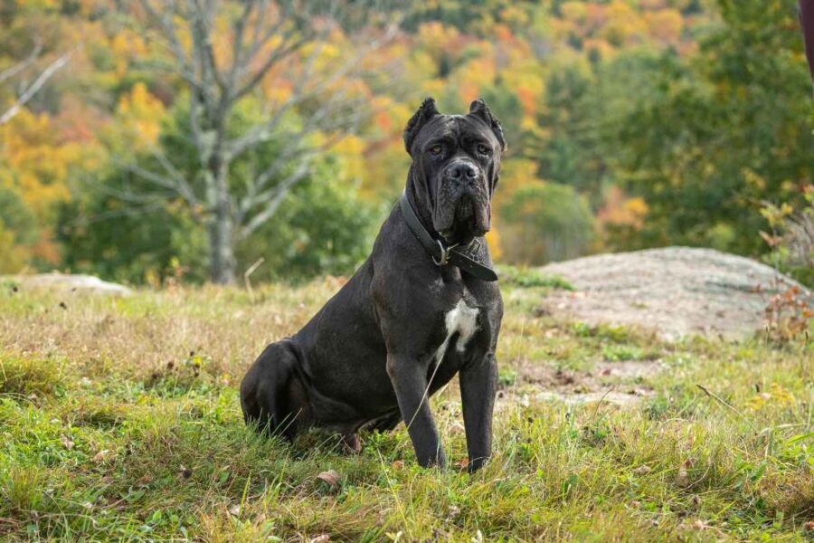 Cane Corso Puppy for Sale at SKSKENNEL