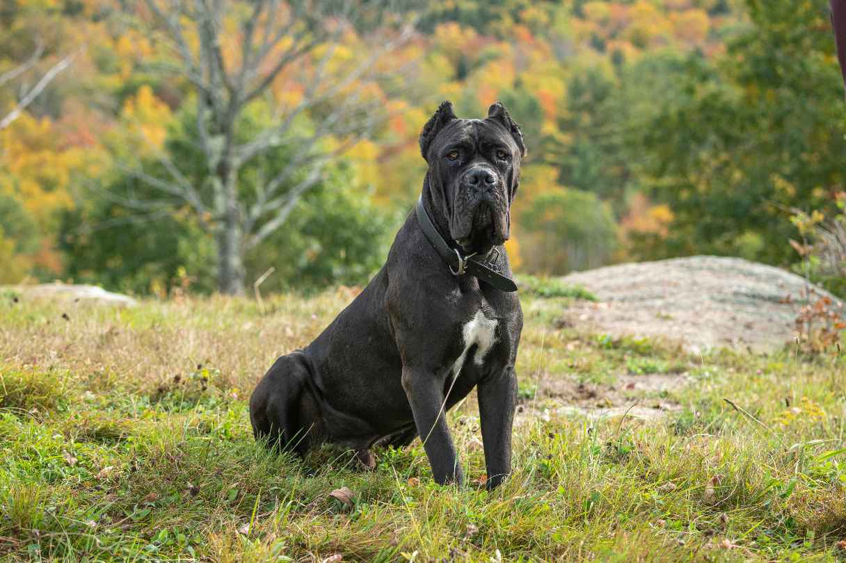 Calm American Bully dog at SKS Kennel