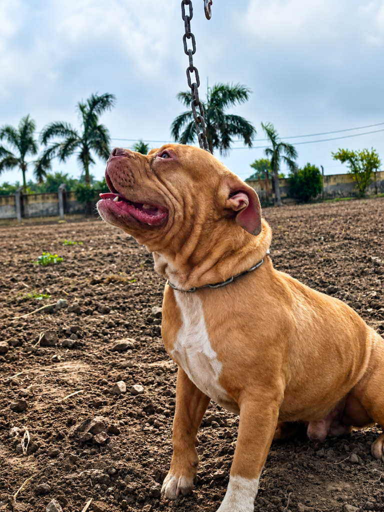 American Bully