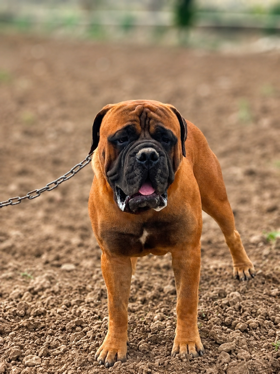 Bull Mastiff Dog at SKS Kennel India