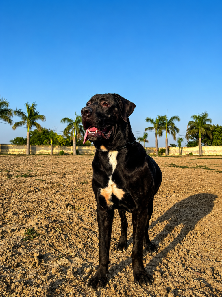 Adult Tosa Inu Dog Breed standing in natural background