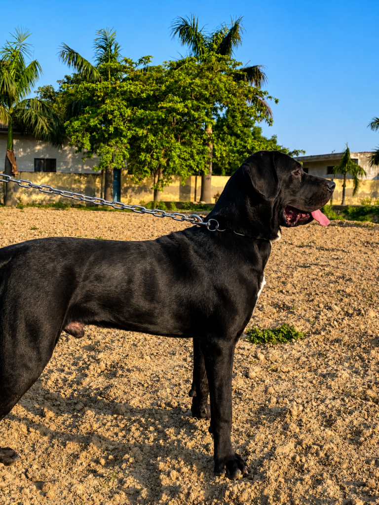 Tosa Inu Dog with strong body structure