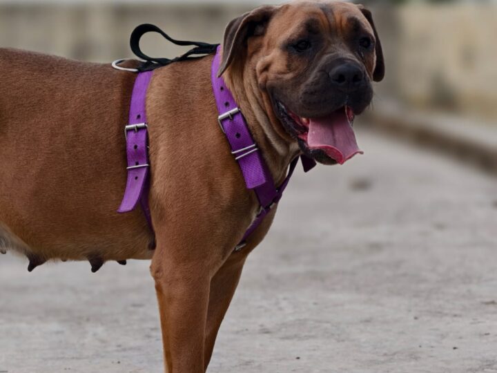 Rum | Serbian Imported Female Cane Corso
