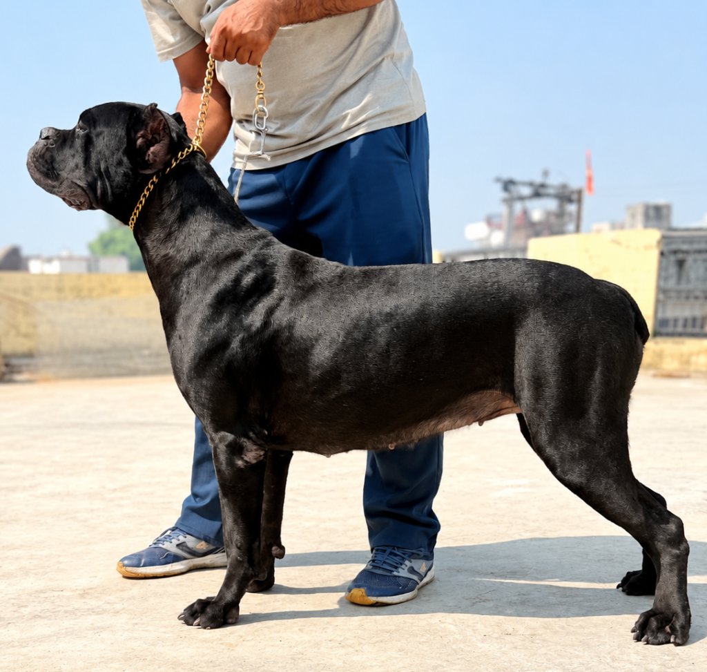 Kimba | Female Cane Corso