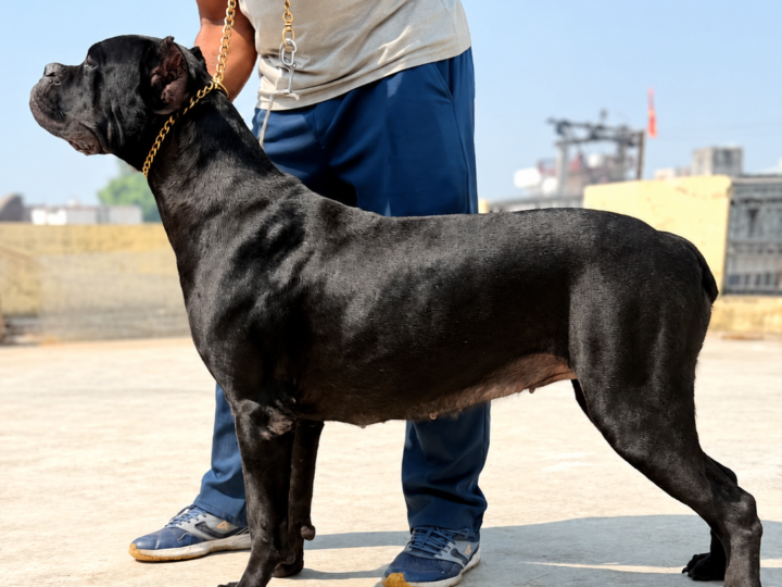 Kimba | Female Cane Corso