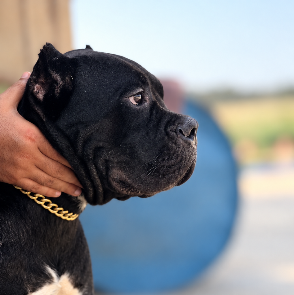 Kimba | Female Cane Corso
